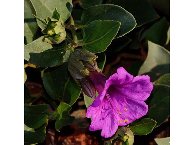 Mirabilis multiflora var. pubescens (Colorado four o'clock) #69498