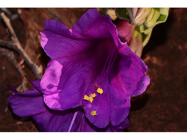 Mirabilis multiflora var. pubescens (Colorado four o'clock) #69499