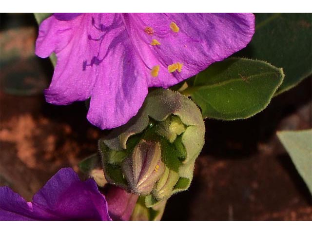Mirabilis multiflora var. pubescens (Colorado four o'clock) #69500