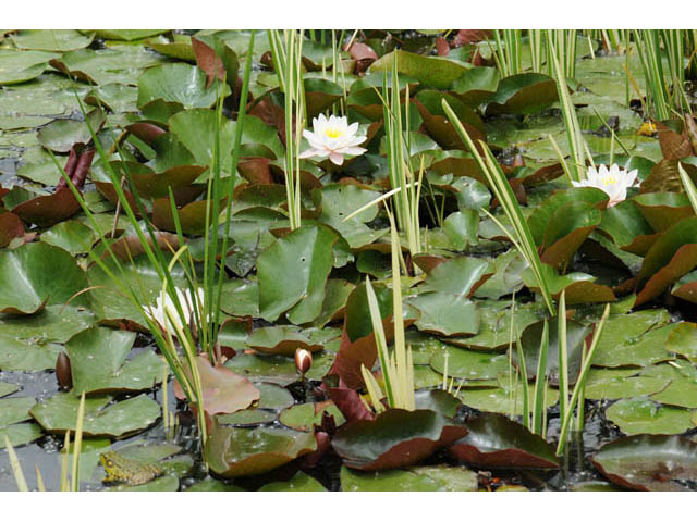 Nymphaea odorata (American white water-lily) #69512