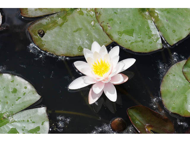 Nymphaea odorata (American white water-lily) #69517