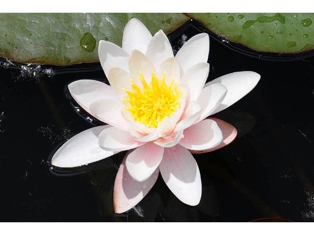 Nymphaea odorata (American white water-lily) #69518