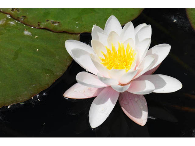 Nymphaea odorata (American white water-lily) #69519