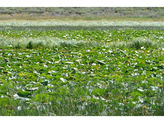 Nuphar lutea ssp. polysepala (Rocky mountain pond lily) #69524