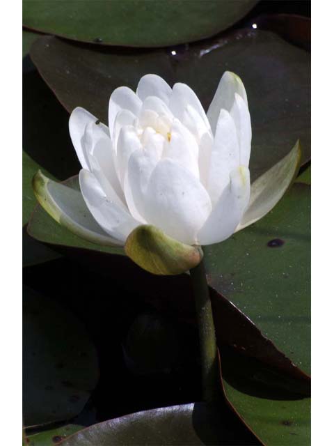 Nymphaea odorata ssp. odorata (American white waterlily) #69544