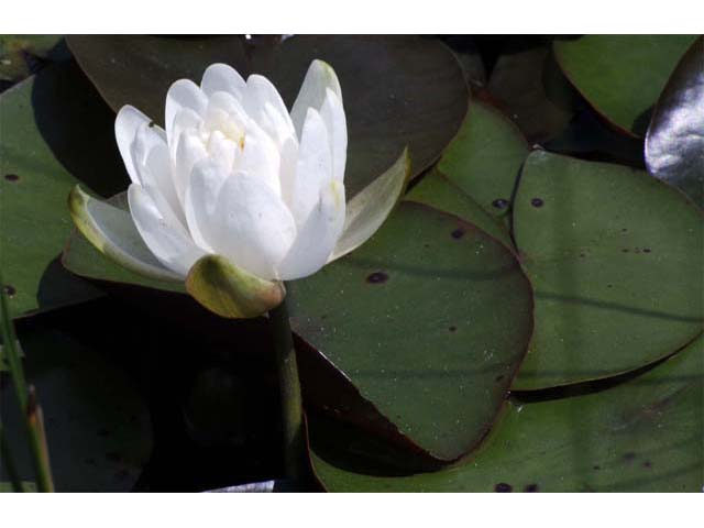 Nymphaea odorata ssp. odorata (American white waterlily) #69545