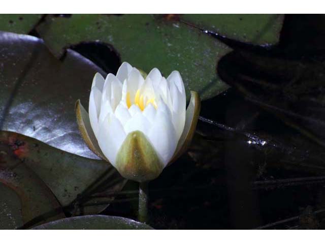 Nymphaea odorata ssp. odorata (American white waterlily) #69548