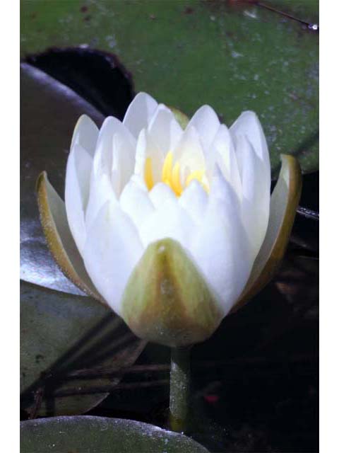 Nymphaea odorata ssp. odorata (American white waterlily) #69549