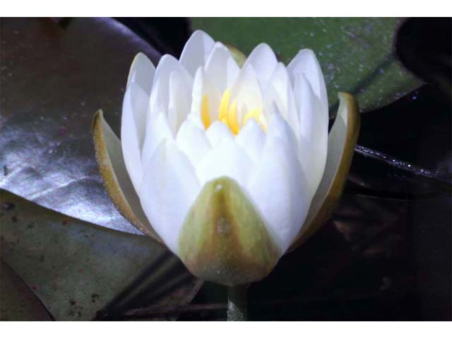 Nymphaea odorata ssp. odorata (American white waterlily) #69550