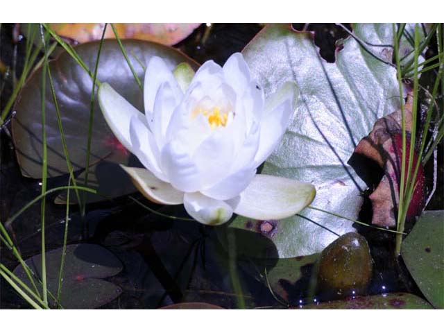 Nymphaea odorata ssp. odorata (American white waterlily) #69551