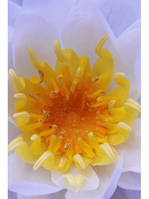 Nymphaea odorata ssp. odorata (American white waterlily) #69555