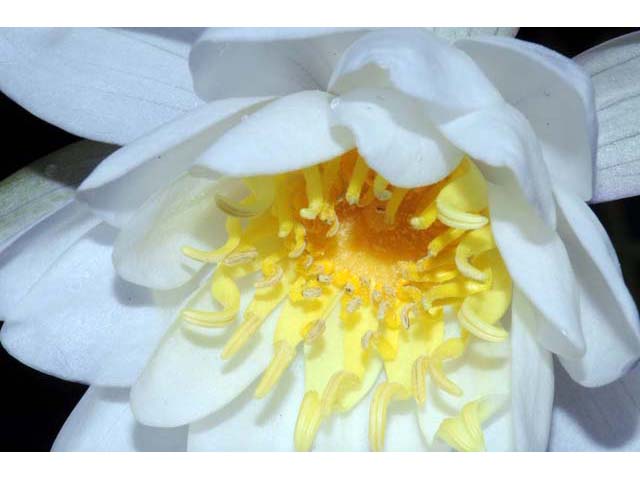 Nymphaea odorata ssp. odorata (American white waterlily) #69557