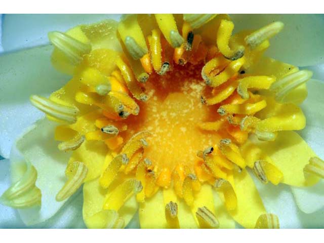 Nymphaea odorata ssp. odorata (American white waterlily) #69559