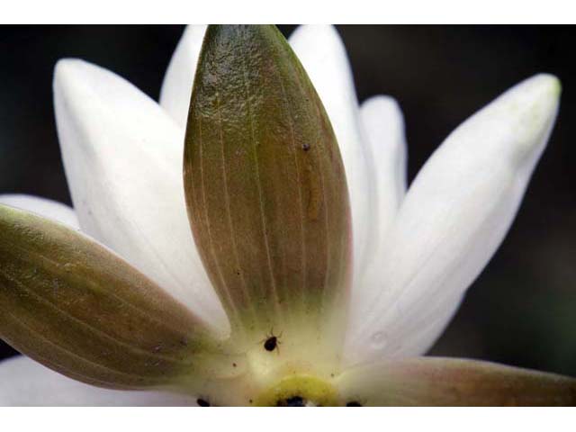 Nymphaea odorata ssp. odorata (American white waterlily) #69562