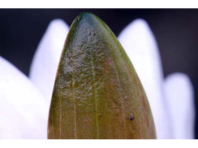 Nymphaea odorata ssp. odorata (American white waterlily) #69563