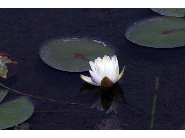 Nymphaea odorata (American white water-lily) #69575