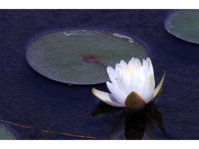 Nymphaea odorata (American white water-lily) #69576