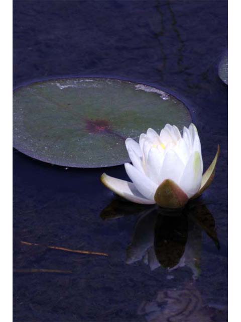 Nymphaea odorata (American white water-lily) #69577