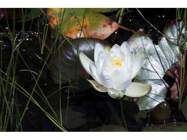 Nymphaea odorata (American white water-lily) #69581