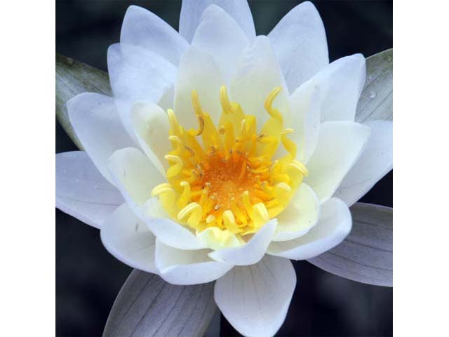 Nymphaea odorata (American white water-lily) #69589