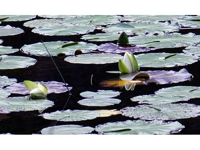 Nymphaea odorata (American white water-lily) #69602