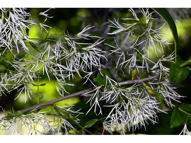 Chionanthus virginicus (White fringetree) #69610