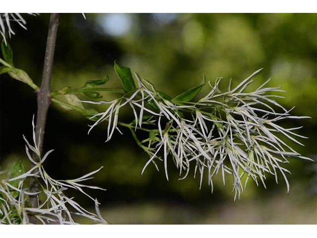 Chionanthus virginicus (White fringetree) #69611