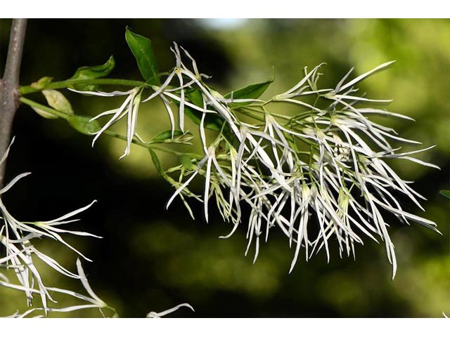 Chionanthus virginicus (White fringetree) #69612