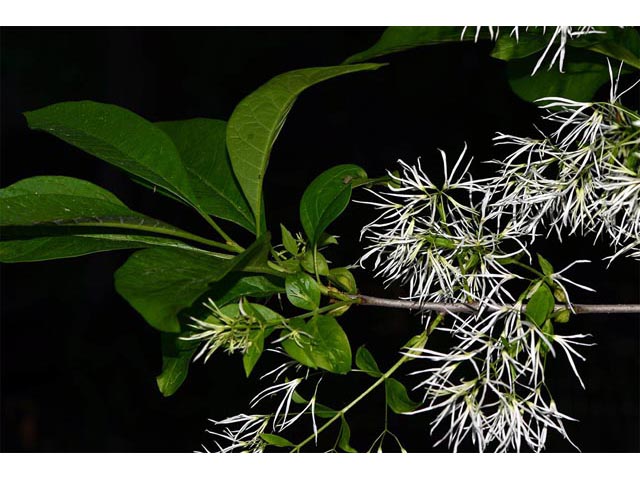 Chionanthus virginicus (White fringetree) #69614