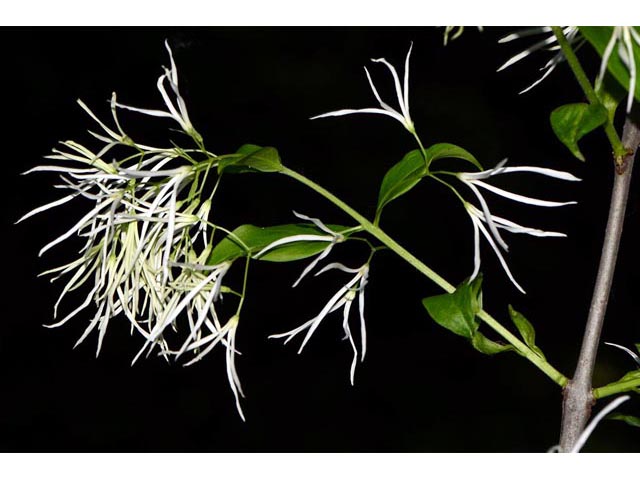 Chionanthus virginicus (White fringetree) #69615