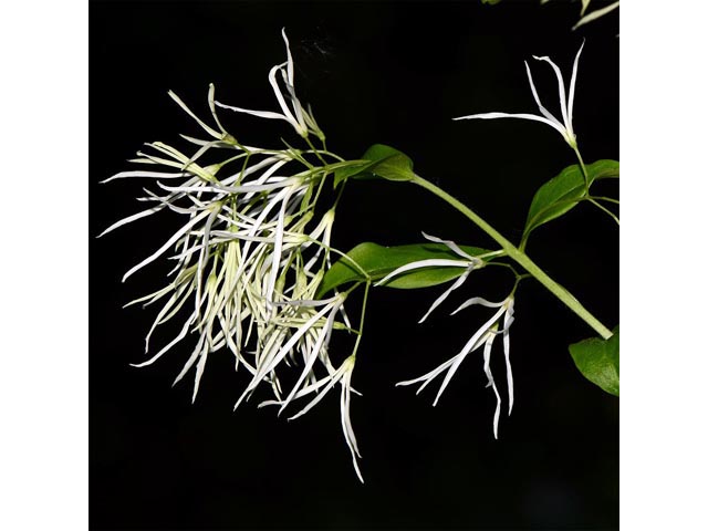 Chionanthus virginicus (White fringetree) #69616