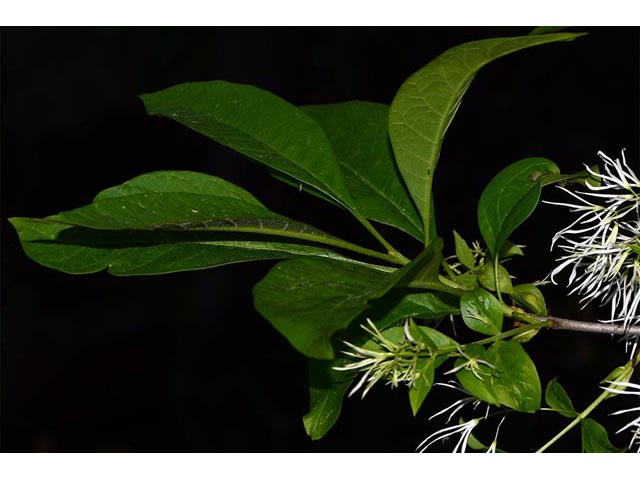 Chionanthus virginicus (White fringetree) #69617