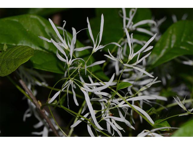 Chionanthus virginicus (White fringetree) #69618