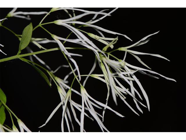 Chionanthus virginicus (White fringetree) #69619