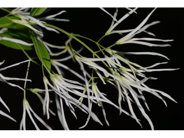 Chionanthus virginicus (White fringetree) #69620