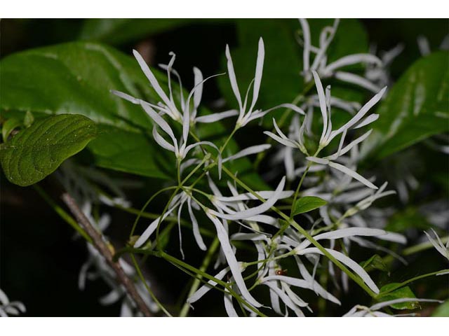 Chionanthus virginicus (White fringetree) #69621