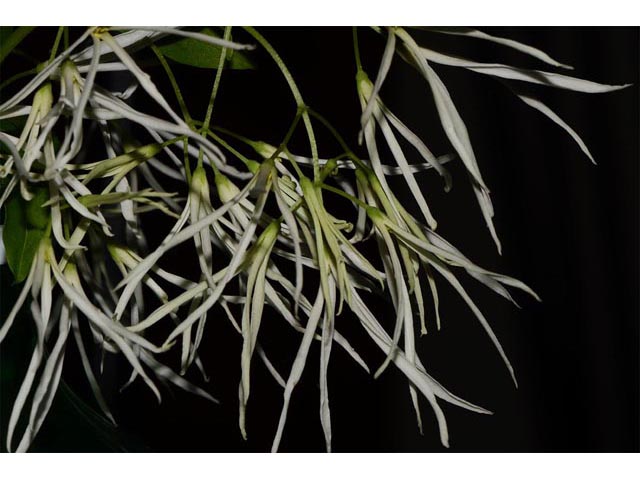 Chionanthus virginicus (White fringetree) #69622