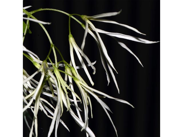 Chionanthus virginicus (White fringetree) #69623