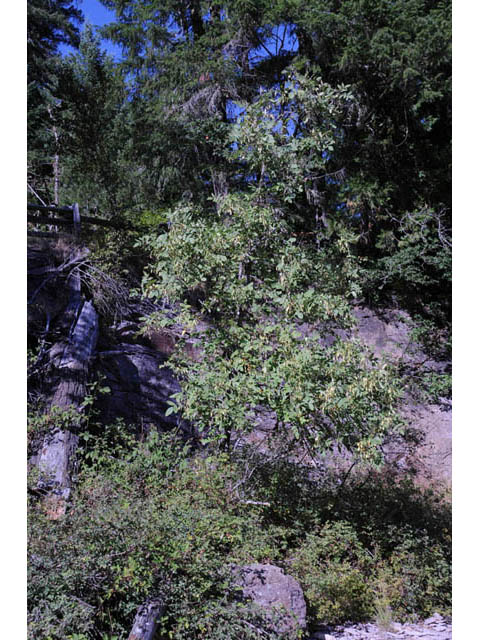 Fraxinus latifolia (Oregon ash) #69634