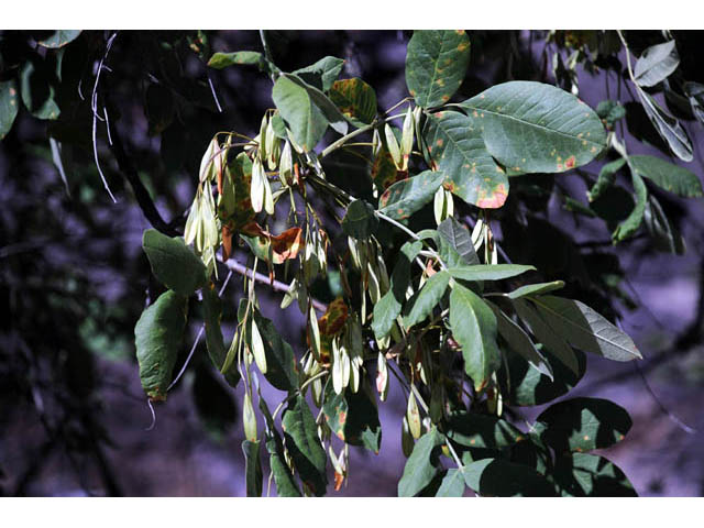 Fraxinus latifolia (Oregon ash) #69635