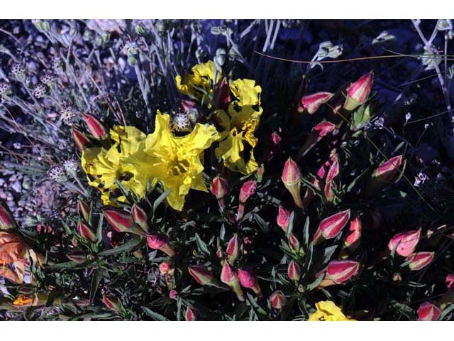 Calylophus lavandulifolius (Lavenderleaf sundrops) #69637