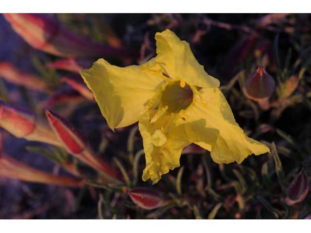 Calylophus lavandulifolius (Lavenderleaf sundrops) #69649