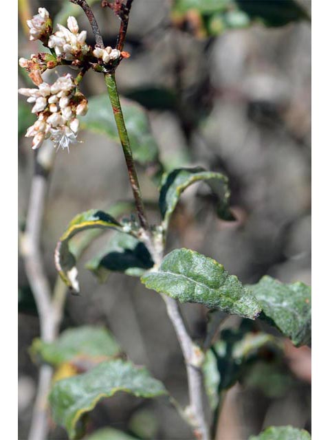Eriogonum corymbosum var. corymbosum (Crispleaf buckwheat) #51297