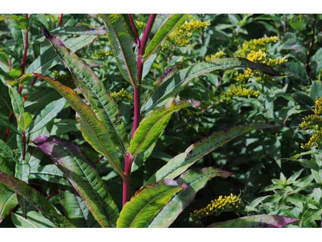 Chamerion angustifolium ssp. circumvagum (Fireweed) #69707