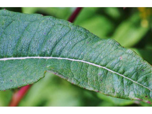 Chamerion angustifolium ssp. circumvagum (Fireweed) #69709