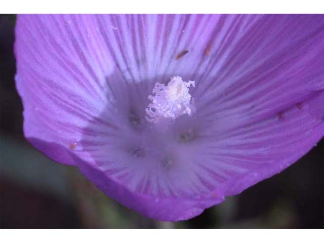 Clarkia gracilis (Slender clarkia) #69715