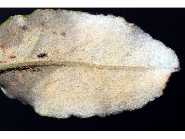 Eriogonum corymbosum var. corymbosum (Crispleaf buckwheat) #51304