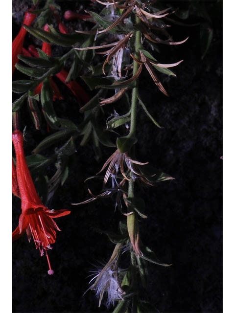 Epilobium canum ssp. garrettii (Garrett's firechalice) #69768