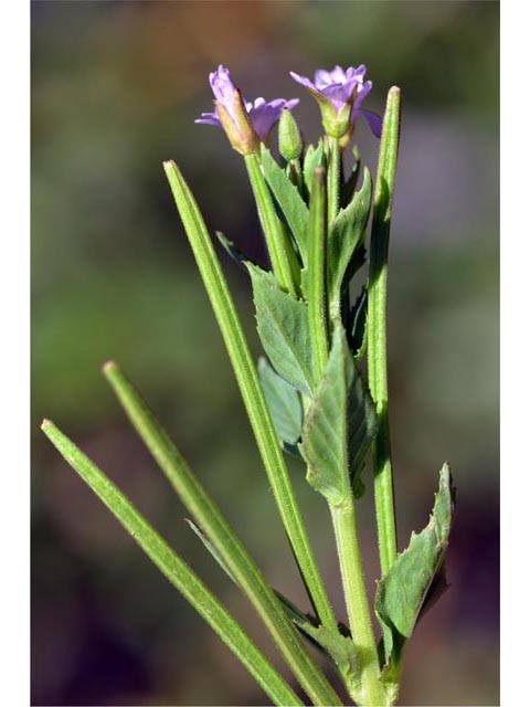 Epilobium ciliatum ssp. glandulosum (Fringed willowherb) #69772