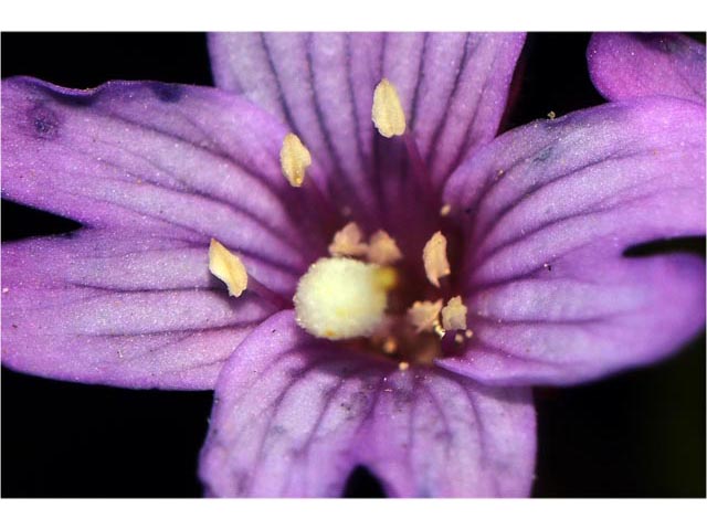 Epilobium ciliatum ssp. glandulosum (Fringed willowherb) #69779